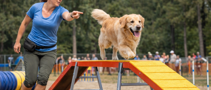 puomieste Nainen ohjaa kultaistanoutajaa puomiesteellä.